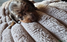 Miniature Dachshund dogs for sale: Dapple miniature dachshund - Image 23