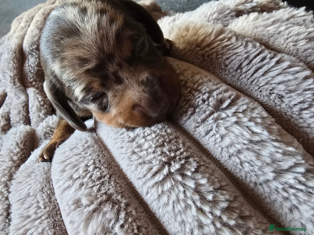 Miniature Dachshund dogs for sale: Dapple miniature dachshund - Image 23