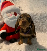Miniature Dachshund dogs Pra clear true miniature dachshunds last girl - Advert 16