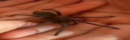 Tarantulas invertebrates for sale: Tarantulas with enclosures - Advert 5
