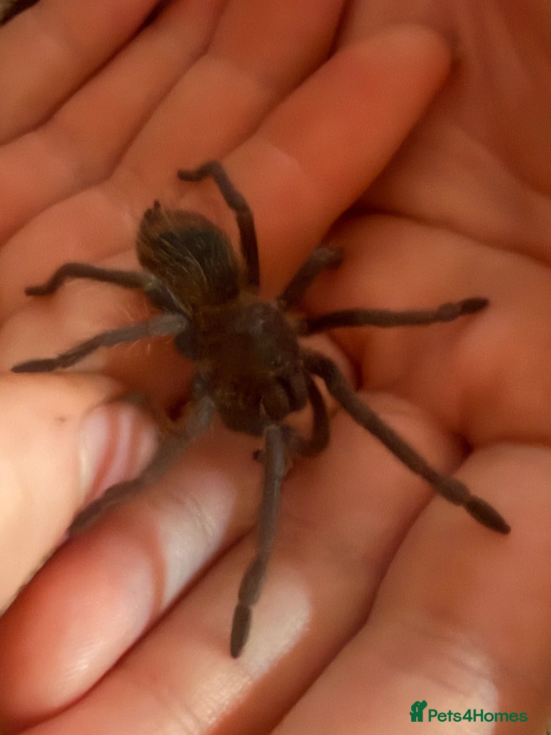 Tarantulas invertebrates for sale: Tarantulas with enclosures - Advert 5