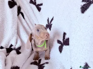 Dachshund dogs Isabella dachshunds ready to go!! - Advert 6