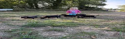 Australian Kelpie dogs for sale: Kelpie cross Collies in Launceston - Advert 15