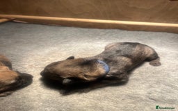 German Shepherd dogs for sale: German Shepherd pups - Image 6