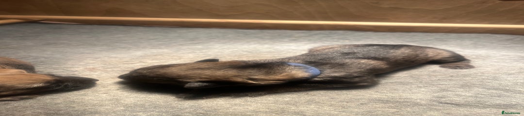 German Shepherd Puppy 2 