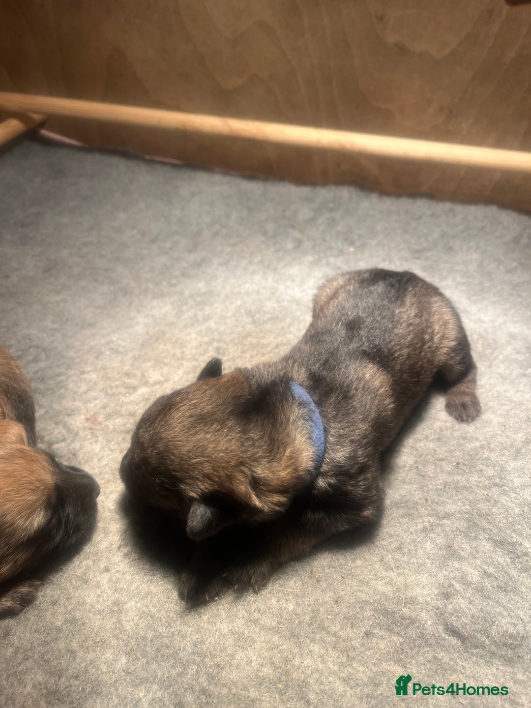 German Shepherd dogs for sale: German Shepherd pups - Image 6