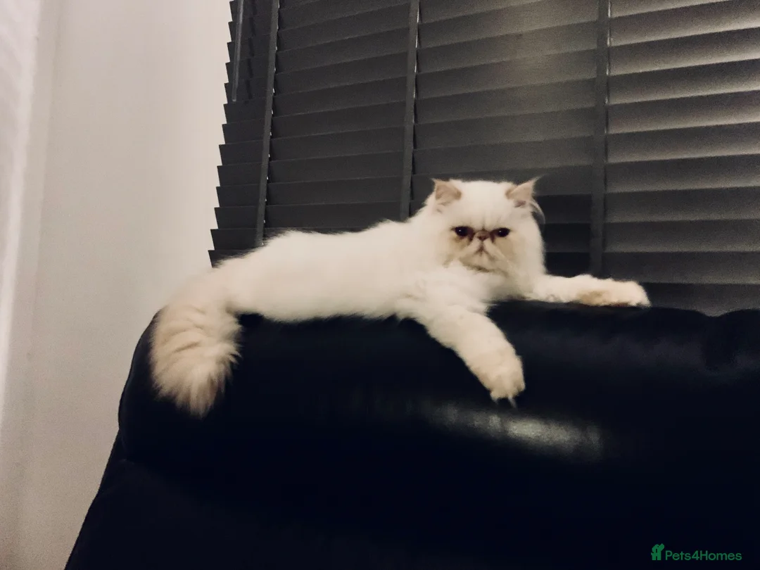 Persian cats for sale: Persian long and thick hair 5mo boy  - Advert 7