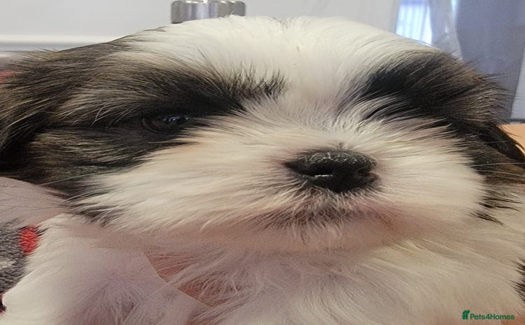 Shih Tzu dogs - Advert 5