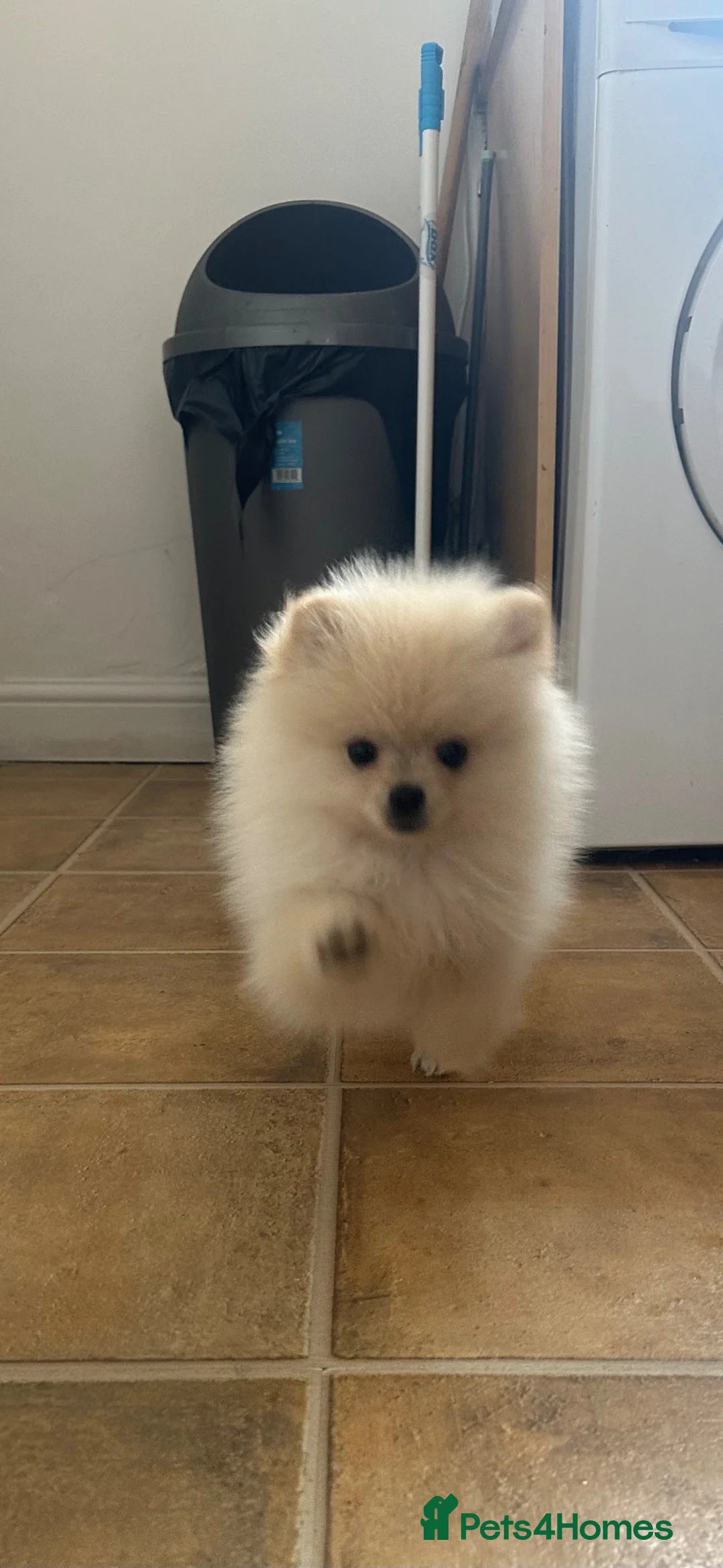 Pomeranian dogs for sale: Beautiful Pomeranian Puppy  - Advert 2