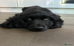 Cocker Spaniel dogs for sale: English show cocker spaniel male - Image 4