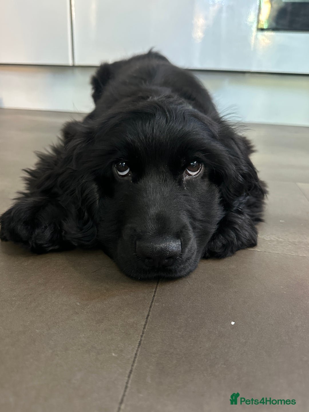 Cocker Spaniel dogs for sale: English show cocker spaniel male - Image 4