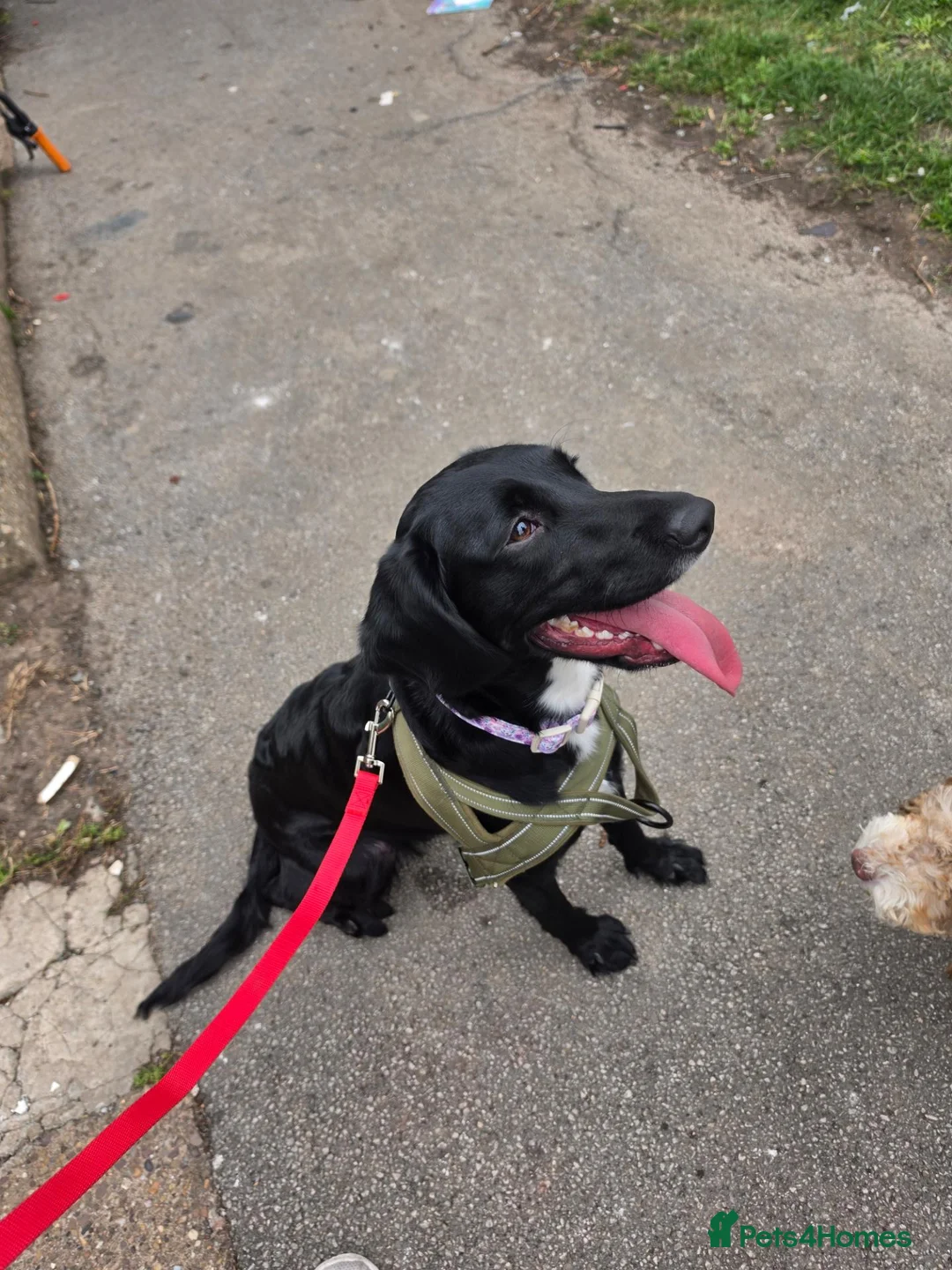 Springador dogs for sale: 8 Months old puppy  in Hull - Advert 1