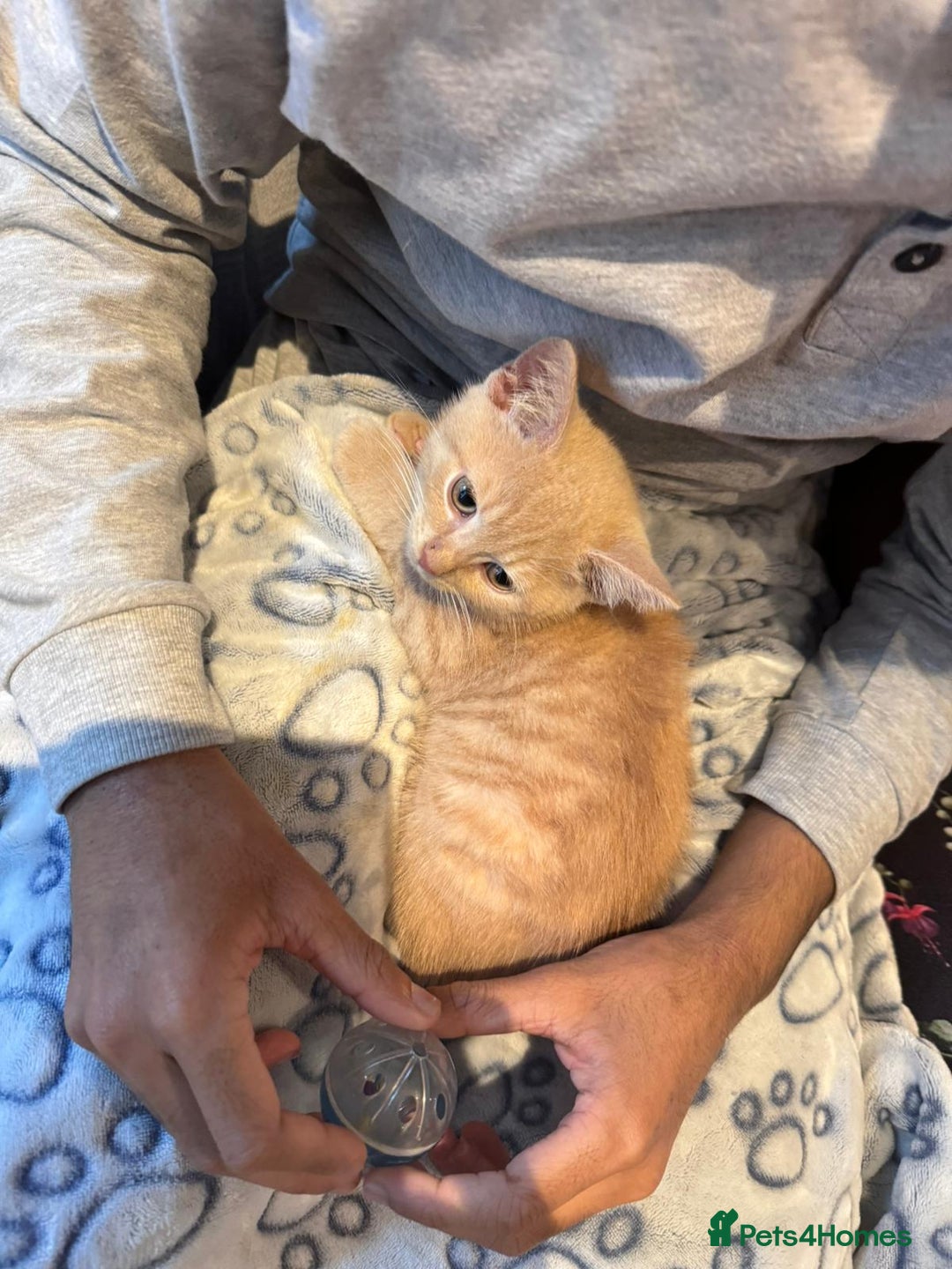 British Shorthair cats for sale: 10 week old male British shorthair  - Image 2