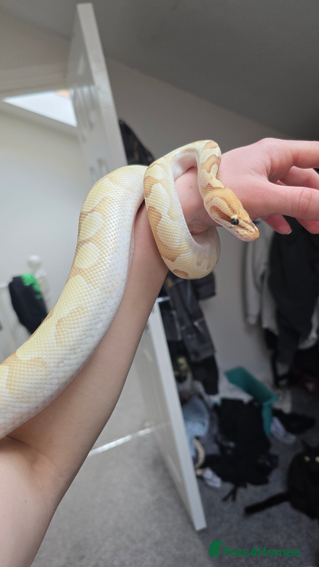 Python Snake reptiles for sale: Ball Python + full set up - Image 5