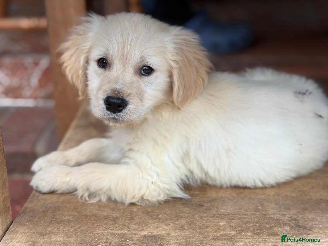 Golden Retriever dogs for sale: GOLDEN RETRIEVER PUPPIES BRED FOR TEMPERAMENT - Advert 11