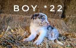 Border Collie dogs for sale: Stunning red merle and red border collie pups - Image 6