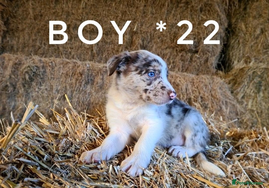 Border Collie dogs for sale: Stunning red merle and red border collie pups - Image 6