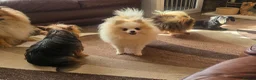 Pomeranian dogs for sale: Superb Pomeranian girl  - Advert 8