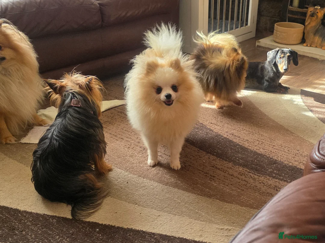 Pomeranian dogs for sale: Superb Pomeranian girl  - Advert 8