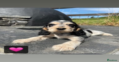 Cocker Spaniel dogs - Advert 9