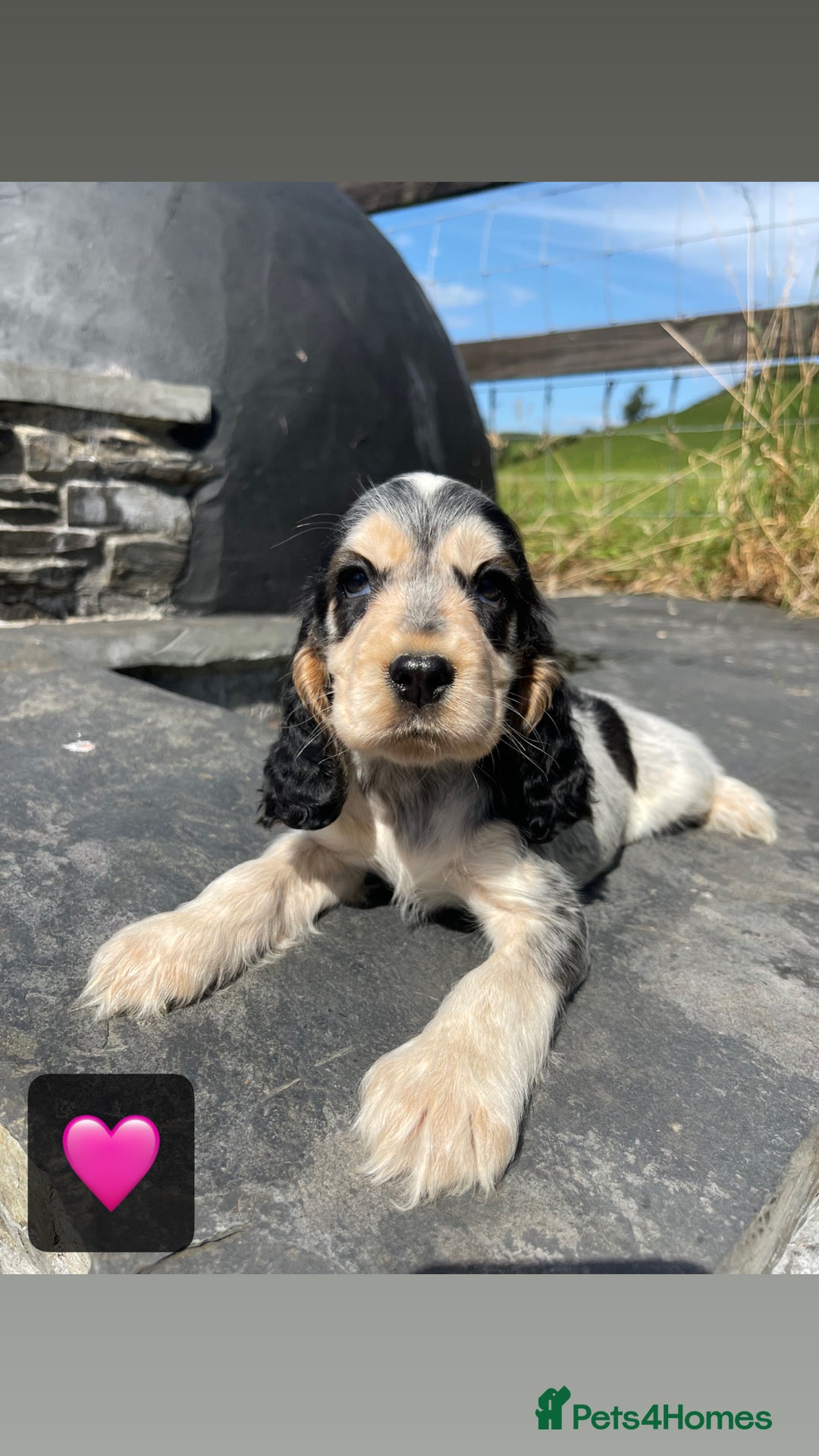 Cocker Spaniel dogs for sale: KC & H/tested Show Cocker Spaniels  - Image 4