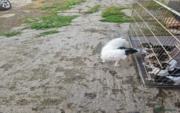 Jack Russell dogs for sale: Smooth coated Jack Russell dog pups - Image 6