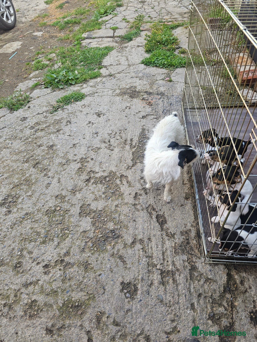 Jack Russell dogs for sale: Smooth coated Jack Russell dog pups - Image 6