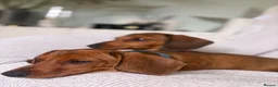 Miniature Dachshund dogs for sale: Last one KCreg Miniature dachshunds red&shaded red - Advert 4