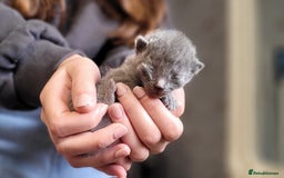 Russian Blue cats for sale: Pure Russian Blue kittens for sale  - Image 7