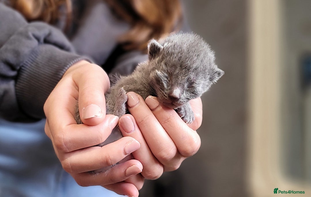 Russian Blue cats for sale: Pure Russian Blue kittens for sale  - Image 7