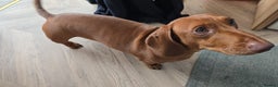 Dachshund dogs for sale: Lovely standard dachshund pups  - Advert 9