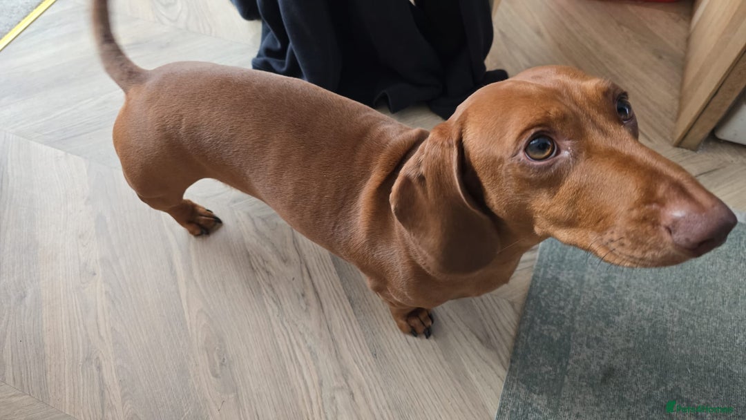Dachshund dogs for sale: Lovely standard dachshund pups  - Advert 9