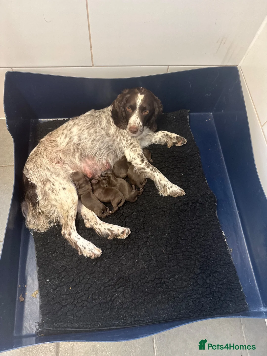 Sprocker dogs for sale: Sprocker spaniel puppies  in Atherstone - Advert 1