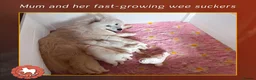 Samoyed dogs for sale: KC registered Samoyed puppies Champ Sire - Advert 7