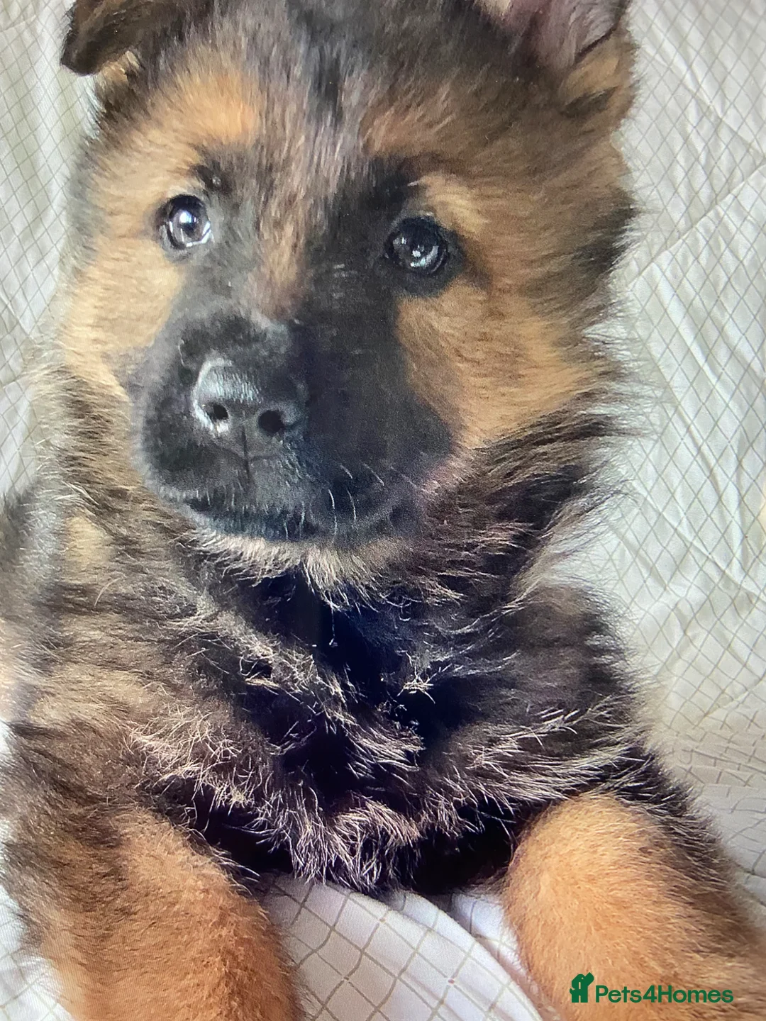 German Shepherd dogs for sale: German Shepard puppies ready to leave  - Advert 2
