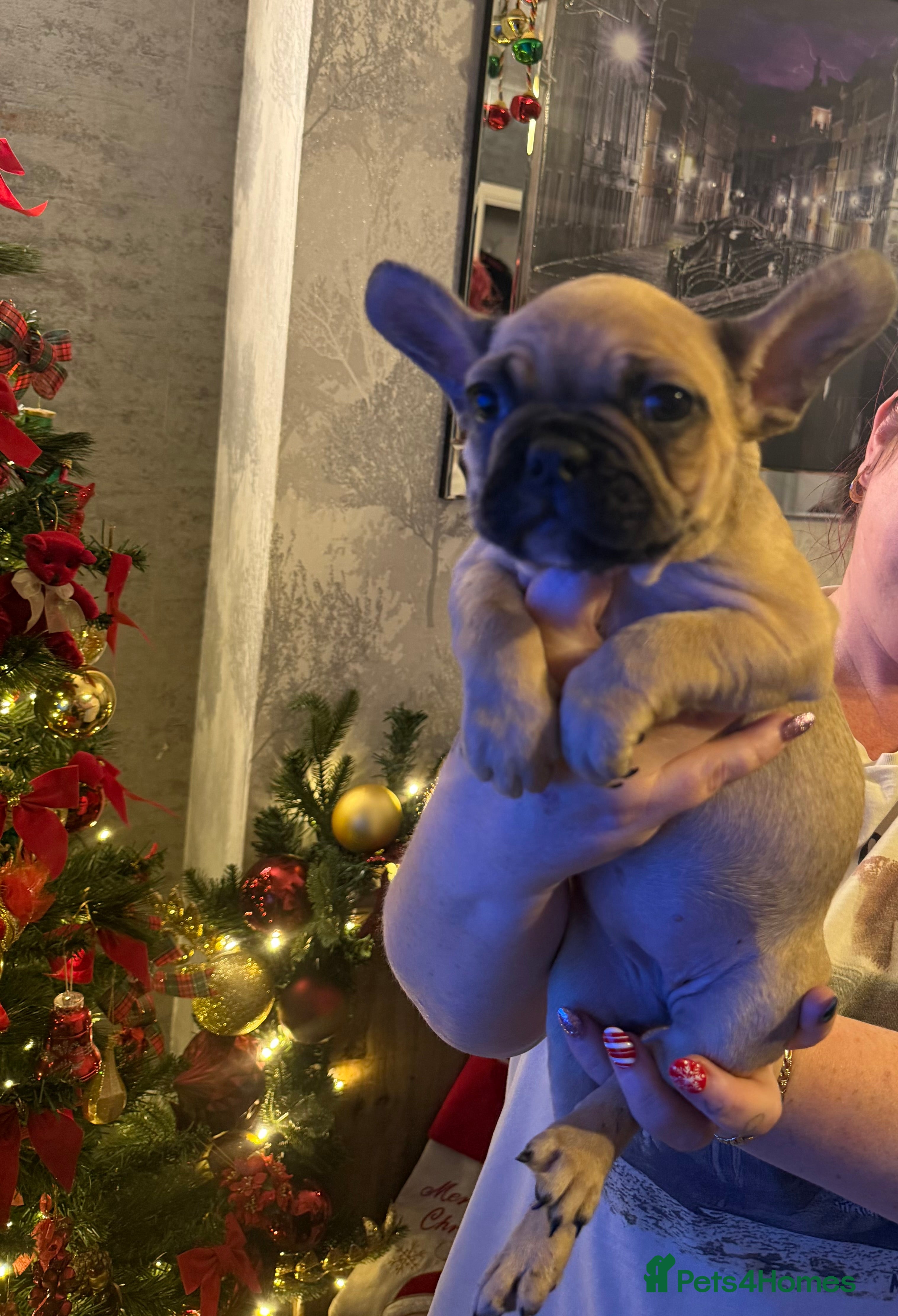 French Bulldog dogs Reduced Ready Now 4 girls  - Advert 5
