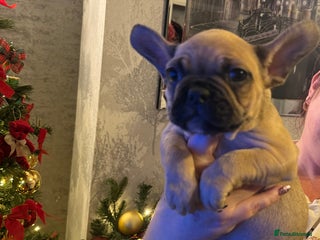 French Bulldog dogs Ready now only 4 girls left - Advert 1