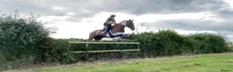 English Thoroughbred horses for sale: prince for sale. in Llantwit Major - Advert 4
