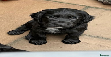 Cocker Spaniel dogs - Advert 7