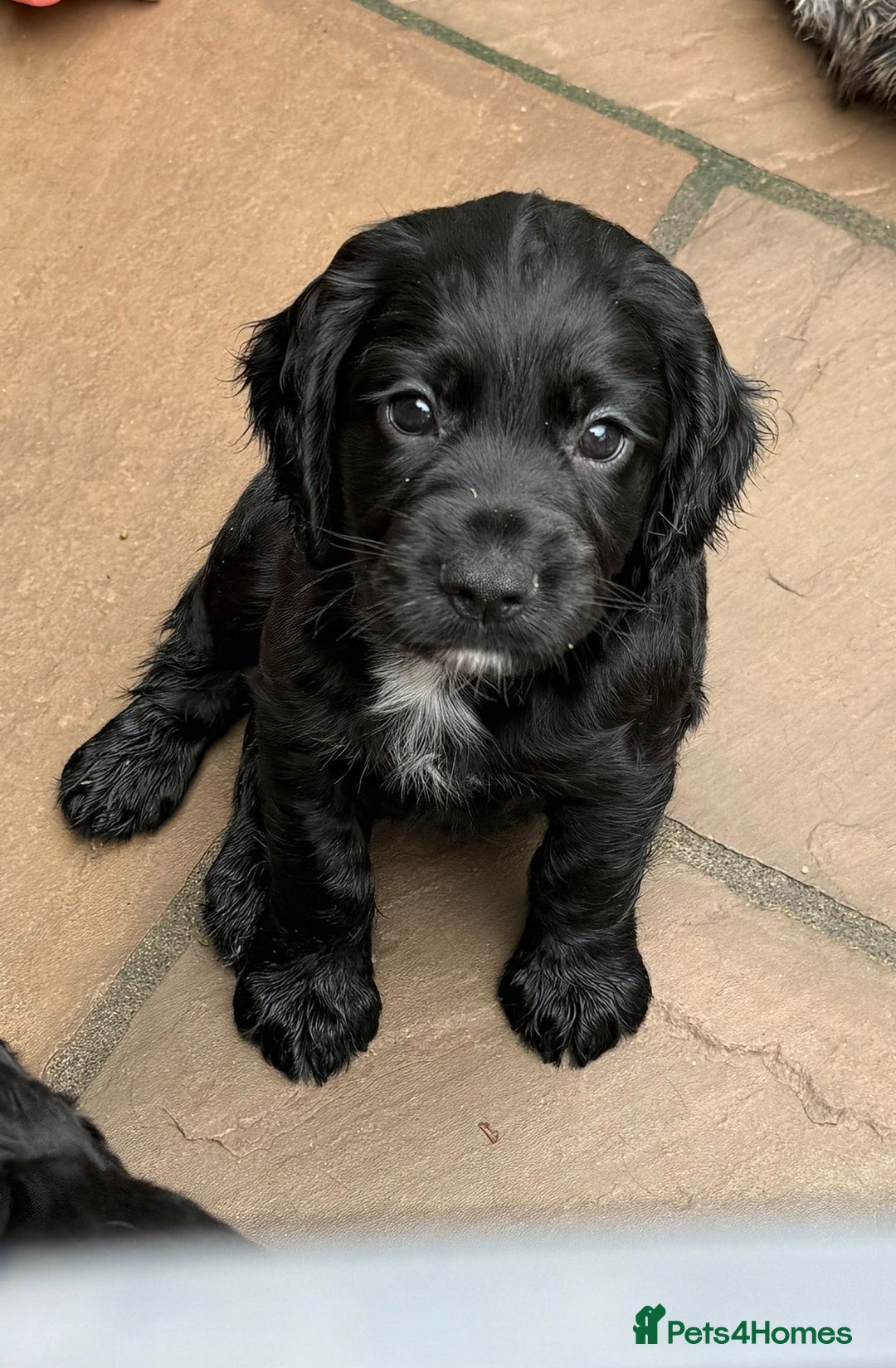 Cocker Spaniel dogs for sale: KC registered working cocker spaniel puppies - Image 3