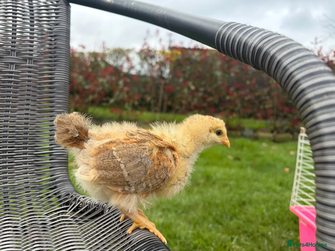 Chickens poultry for sale: 3 week old chicks in Stoke-on-Trent - Advert 2