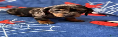 Miniature Dachshund Puppy 1
