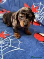 Miniature Dachshund Puppy 1
