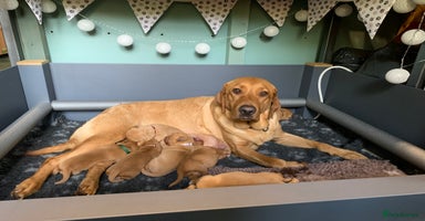 Labrador Retriever dogs - Advert 10