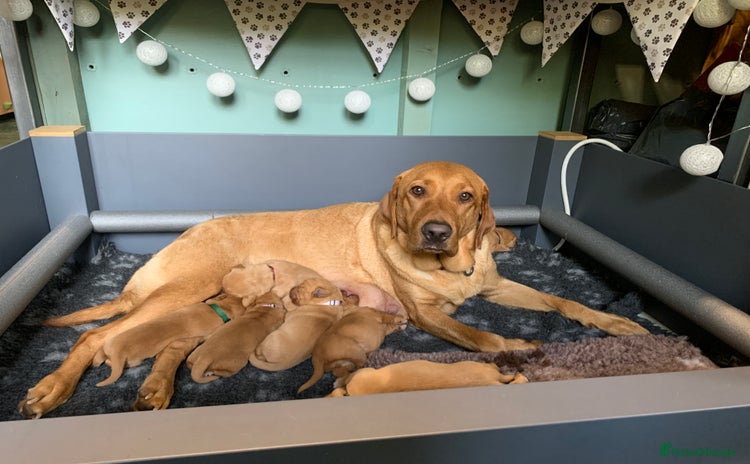 Labrador Retriever dogs - Advert 3