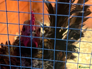 Chickens poultry Serama chicks (3 months old roughly) - Advert 17