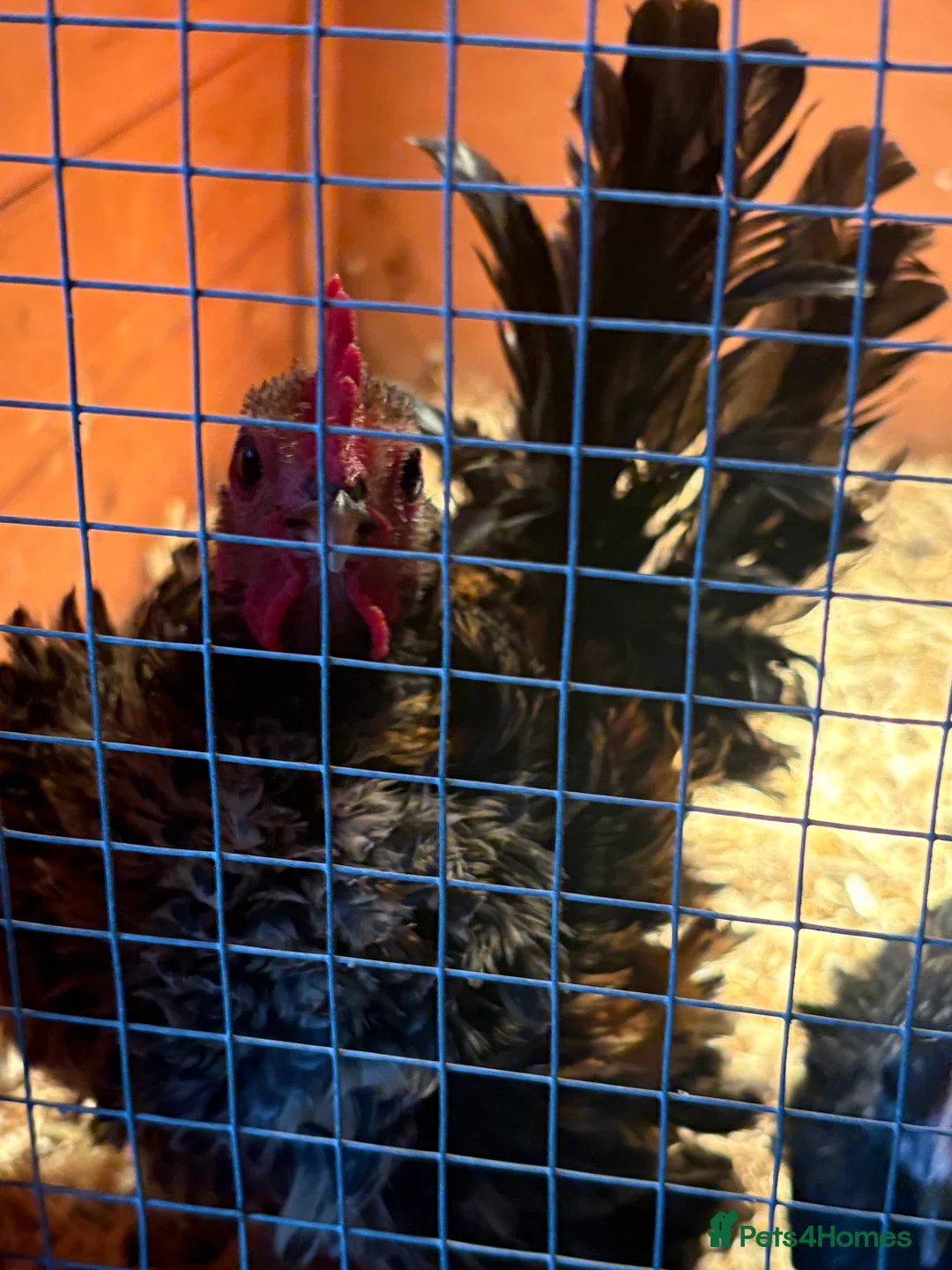 Chickens poultry for sale: Serama chicks (3 months old roughly) - Advert 1