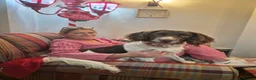 English Springer Spaniel dogs for stud: **DOMINO** FOR STUD DUTIES - Advert 4