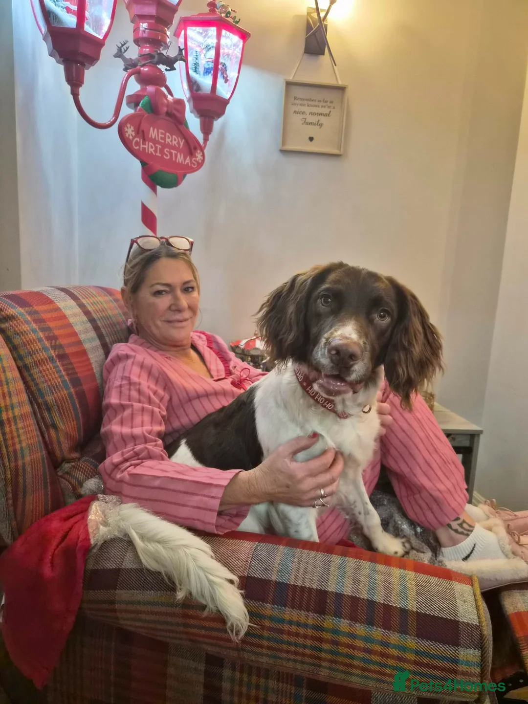 English Springer Spaniel dogs for stud: **DOMINO** FOR STUD DUTIES - Advert 4