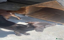 Pointer dogs for adoption: Emu, 8 months approx. Available for adoption. - Image 7